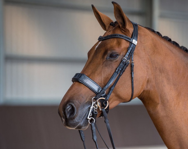 The unique and innovative Fairfax performance bridle