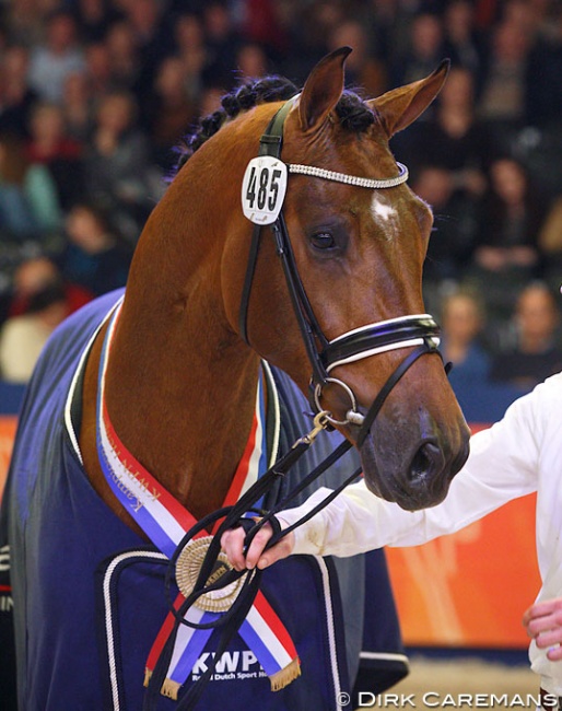 Handsome O, champion of the 2015 KWPN Stallion Licensing :: Photo © Dirk Caremans