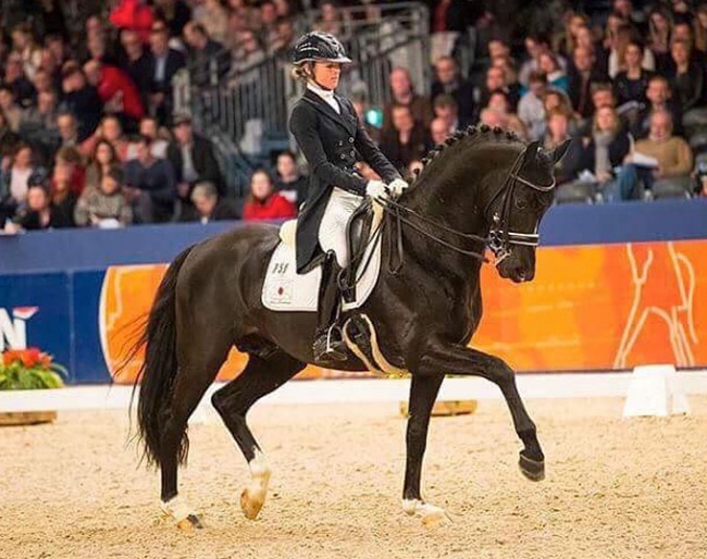 Dark Pleasure at an exhibition show during the 2018 KWPN Stallion Licensing :: Photo © Digishots