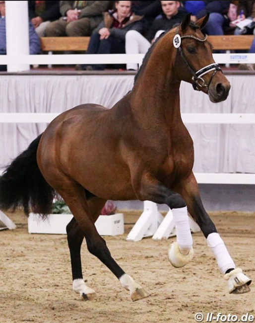 Vaderland (by Vitalis x Krack C x Contango) :: Photo © LL-foto