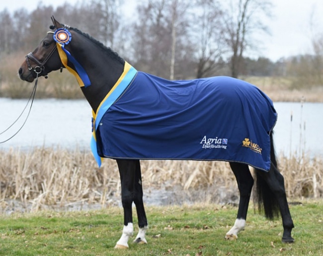Kane wins the 2019 Swedish Warmblood stallion testing :: Photo © Yvonne Karlsson