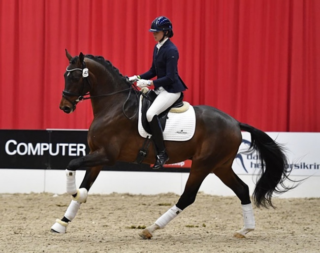 Premium stallion Tophøjs Falchetto :: Photo © Ridehesten