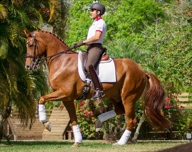 Cesar Parra and GK Dancing Rubies at Piaffe Performance Farm's winter base in Jupiter, Florida