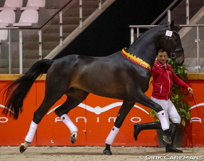 Quinten Begijnhoeve named dressage champion of the 2019 BWP Stallion Licensing :: Photo © Dirk Caremans