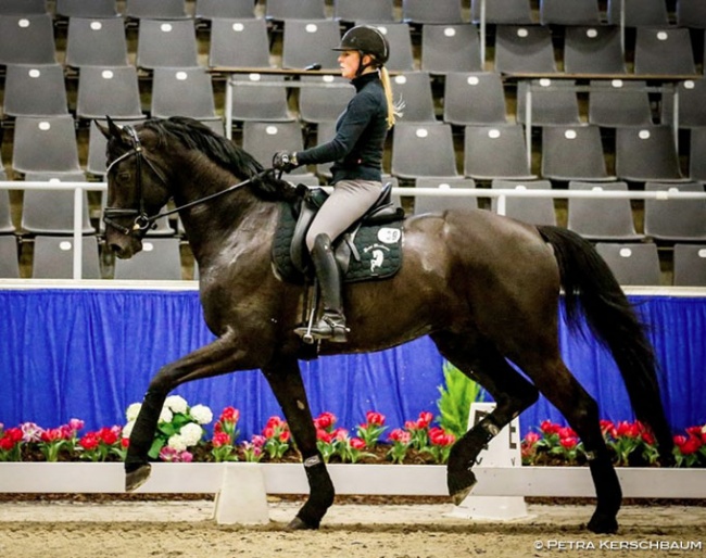 Lena Waldmann schooling Maracana at the 2019 Verden Stallion Sport Test :: Photo © Petra Kerschbaum