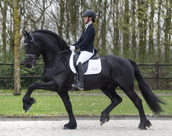 FHS Rienk, first Friesian to be auctioned in the 2019 Excellent Dressage Sales