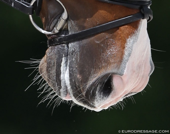 Vibrissae on the muzzle :: Photo © Astrid Appels