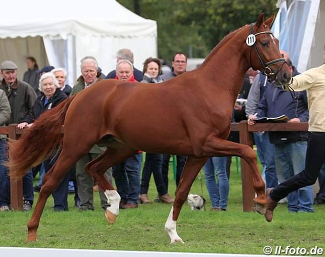 Woodlander Wicked Game at the 2017 Hanoverian Stallion Licensing :: Photo © LL-foto