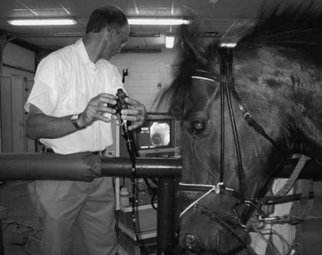 Horse cantering on treadmill wearing Myler correctional-ported barrel bit. Penrose tubing anchoring the endoscope is seen running from the left side of the noseband to the right nostril, and side reins attached to the bit flex the atlanto-occipital joint. Video monitor and VCR can be seen in the background :: Photo © H. Clayton