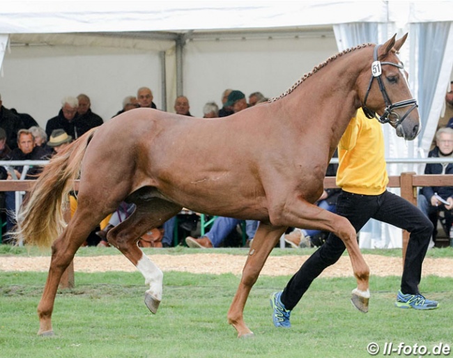 Damaschino at the 2018 Hanoverian Stallion Licensing in Verden :: Photo © LL-foto