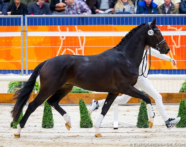 Luxor (by Ebony x Charmeur) at the 2019 KWPN Stallion Licensing :: Photo © Digishots