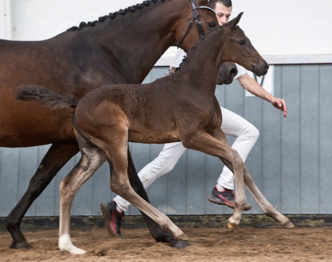 Ollolai (Glock's Toto Jr x Oscar)