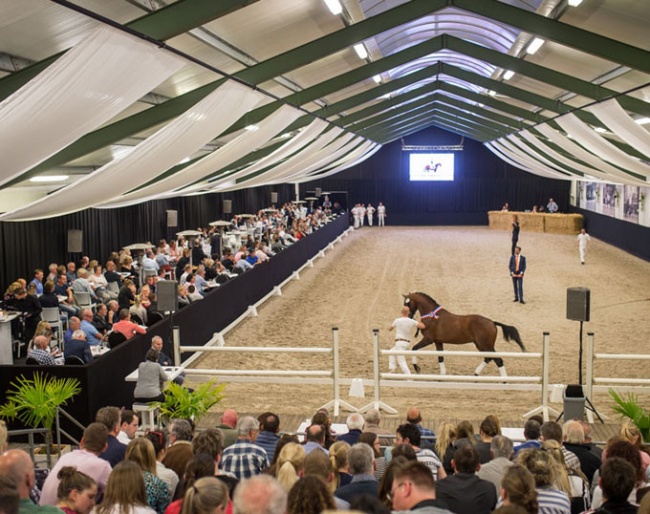 Glamourboy being presented at the 2019 Van Olst Sales