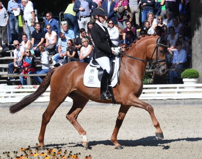 Nicole Wego and Harrods at the 2018 Bundeschampionate :: Photo courtesy Hannoveraner Verband