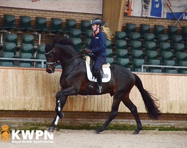 Livius (by Bordeaux x Vivaldi) at the 2019 KWPN Spring Stallion performance testing :: Photo © KWPN