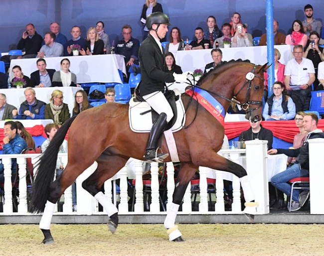 Fynch Hatton (by Formel Eins - Sir Donnerhall I - Weltmeyer) :: Photo © Kiki Beelitz