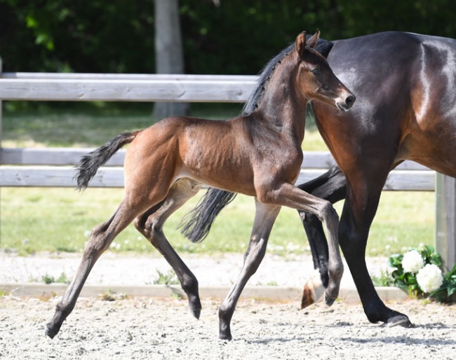 Francetti (by Franklin out of Grand Prix and triple World YH Champion mare Fiontini)