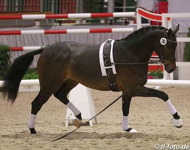 Rock My Soul on the lunge line at the 2014 Westfalian Stallion Licensing :: Photo © LL-foto