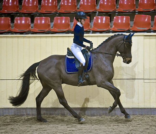 British Breeding Futurity Assesment