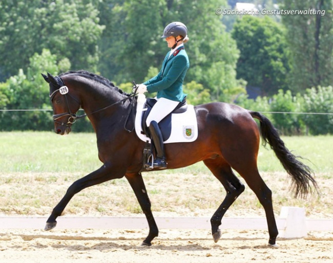 Susann Göbel and Freiherr von Stein at the 2019 Saxonian Regional Championships in Burgstädt