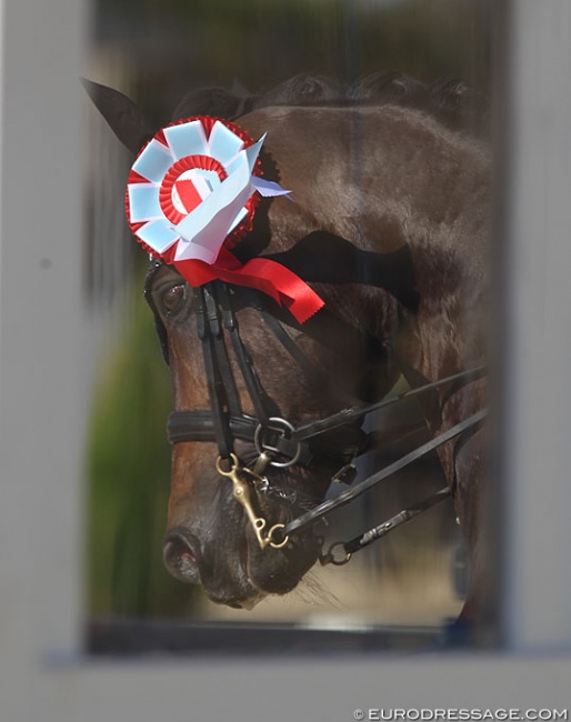 Horse head through the judge's box :: Photo © Astrid Appels