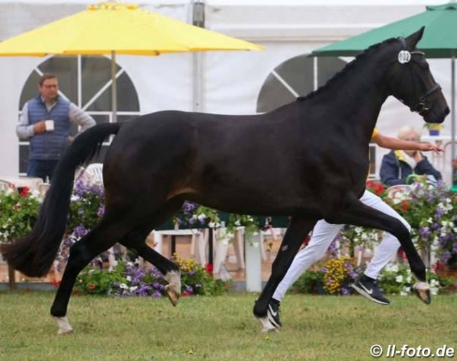 Flora (by Furst Belissaro x Don Crusador), the 2019 German Mare Champion :: Photo © LL-foto