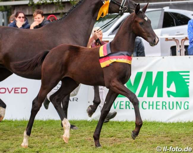 Totilas x Zonik filly, winner of the Filly division at the 2019 German Foal Championships :: Photo © LL-foto