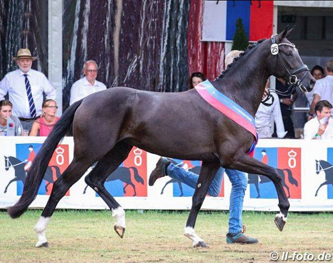 Heideromanze wins the 2019 Oldenburg Elite Mare Show :: Photo © LL-foto