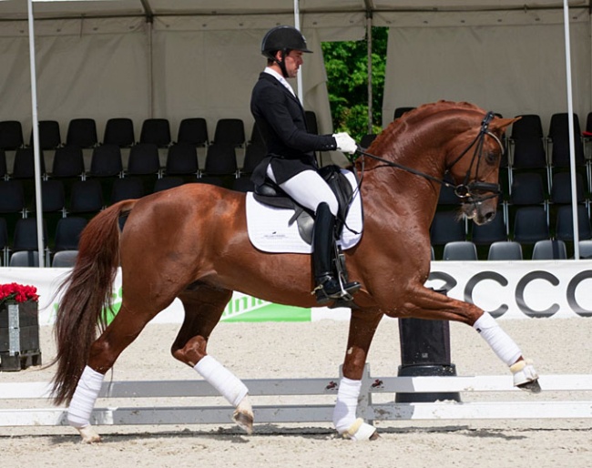 Severo Jurado Lopez and the Swedish warmblood stallion Springbank II are qualified for Ermelo