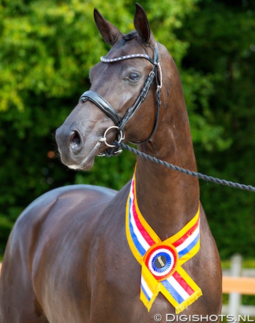 Lolana, 2019 KWPN Mare Champion :: Photo © Digishots