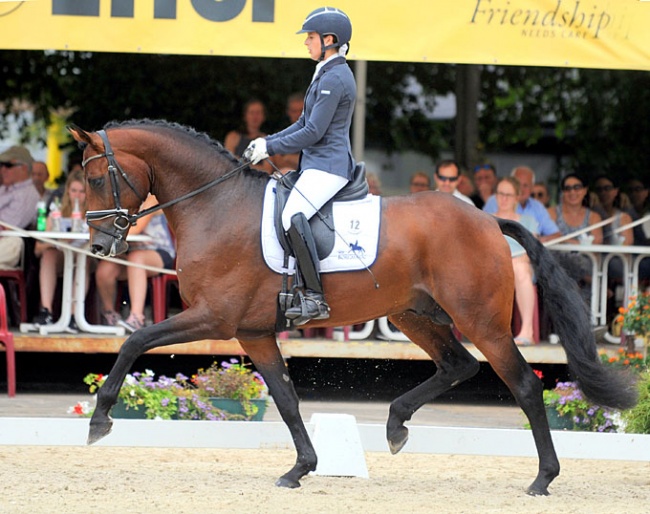 Hof Borgmann's About You (by AC-DC x Estobar) became the 2019 Westfalian Young Horse Champion :: Photo © Thoms Lehmann