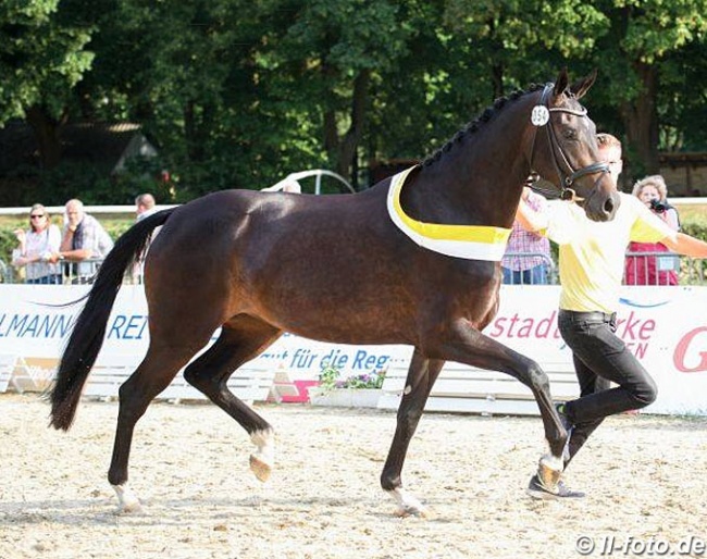 Flora, 2019 Hanoverian Mare Champion :: Photo © LL-foto