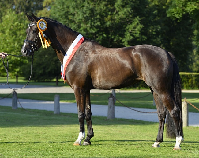 Atterupgaards Lady Hamilton was named 2019 Danish Warmblood Elite Mare Champion