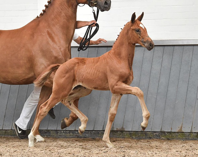 Olivia Marein E (Blue Hors Zackerey x Charmeur)