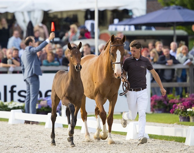 Top foals in Exclusive Collection at 2019 EDS-Prinsenstad Auction