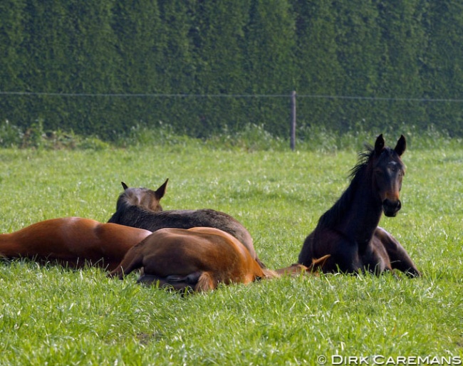 Sleeping yearlings :: Photo © Dirk Caremans