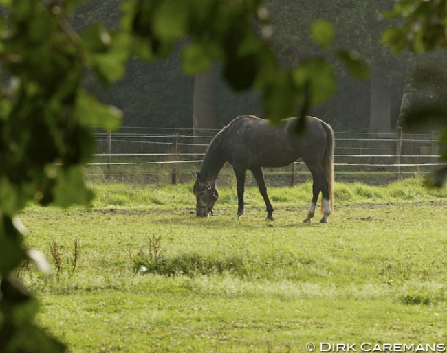 Grazing on autumn pasture :: Photo © Dirk Caremans