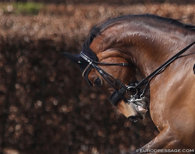 Hyperflexion, fortunately seen less and less at competitions in the last decade:: Photo © Astrid Appels