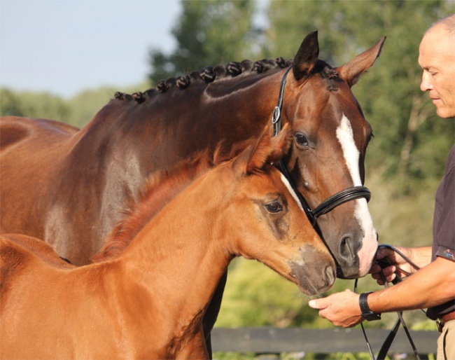 Photo © New Zealand Warmblood Association