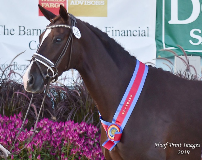 Gjenganger Named Grand Champion of the 2019 Devon Breed Show :: Photo © Hoof Print Images