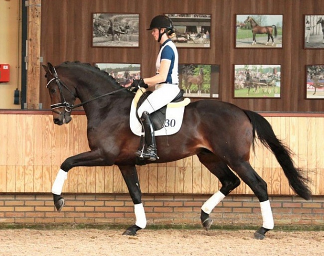 Livius (by Bordeaux x Vivaldi), high scorer at the 2019 KWPN Spring Stallion Performance Testing :: Photo © Uytert.nl