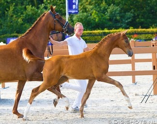 Oristo at the 2019 KWPN Foal Championship in August :: Photo © Digishots