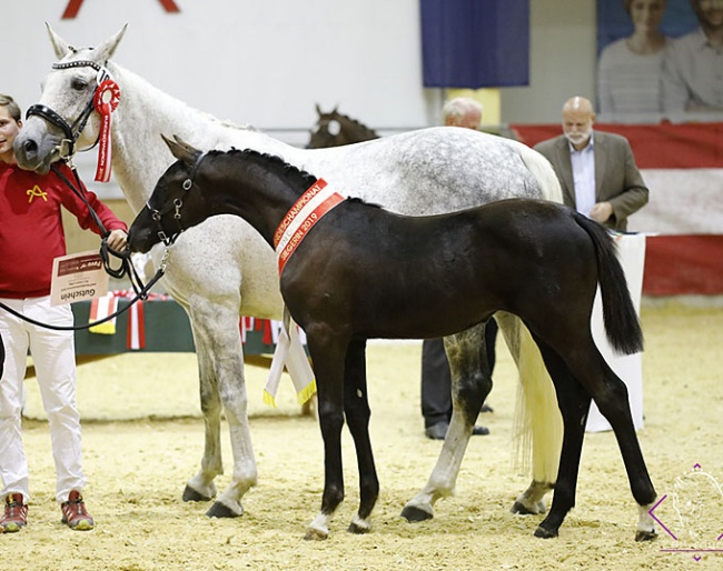 Nassera MB is the 2019 Austrian Warmblood Filly Champion :: Photo © Team Myrtill