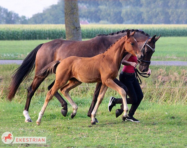 Filly by Franklin out of the full sister to Reserve Young Horse World Champion Sultan des Paluds