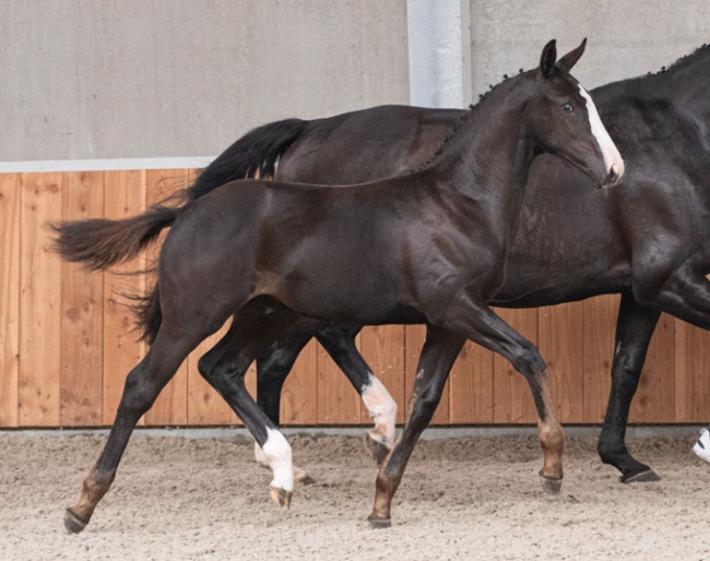 One of the promising auction foals is Totilas-son Orphion HL.