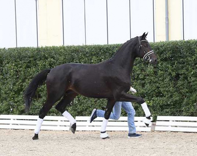 Zonik's Donnerhall (by Zonik x Sir Donnerhall x Furst Romancier)