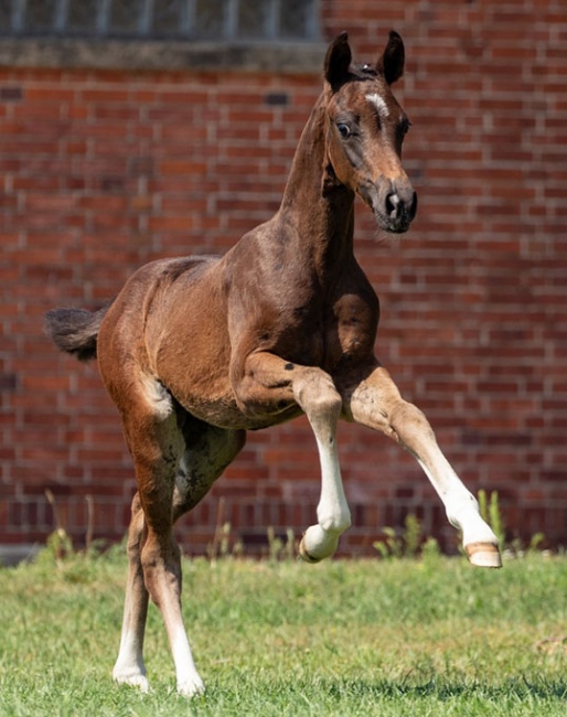 Francie Bell Boa (by For Romance x Fürst Nymphenburg) :: Photo © Fellner