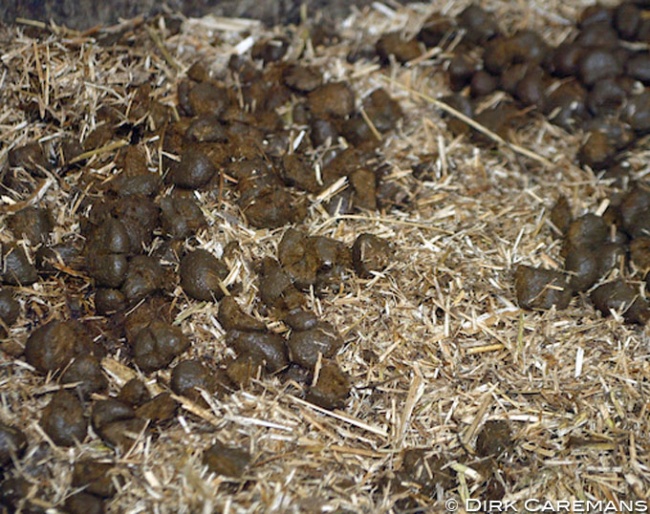 Manure :: Photo © Dirk Caremans