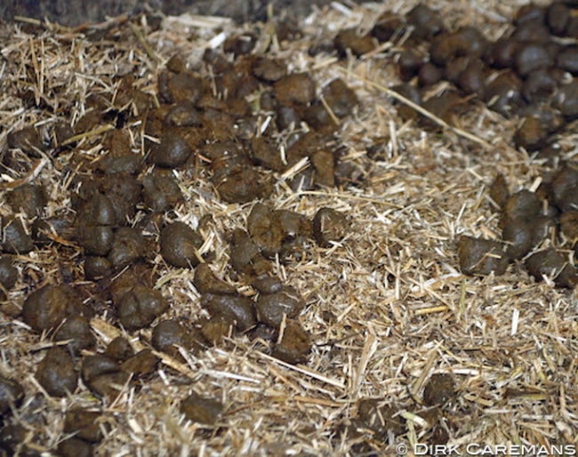 Manure :: Photo © Dirk Caremans