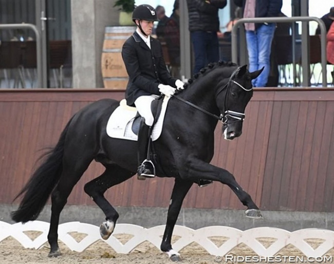 Thomas Sigtenbjerggaard on Kardieno at the 2019 Danish Young Horse Championships :: Photo © Ridehesten